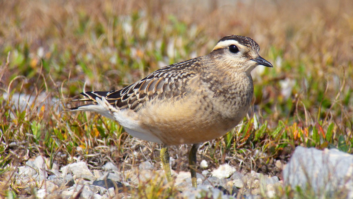 Eurasian Dotterel - ML646924041