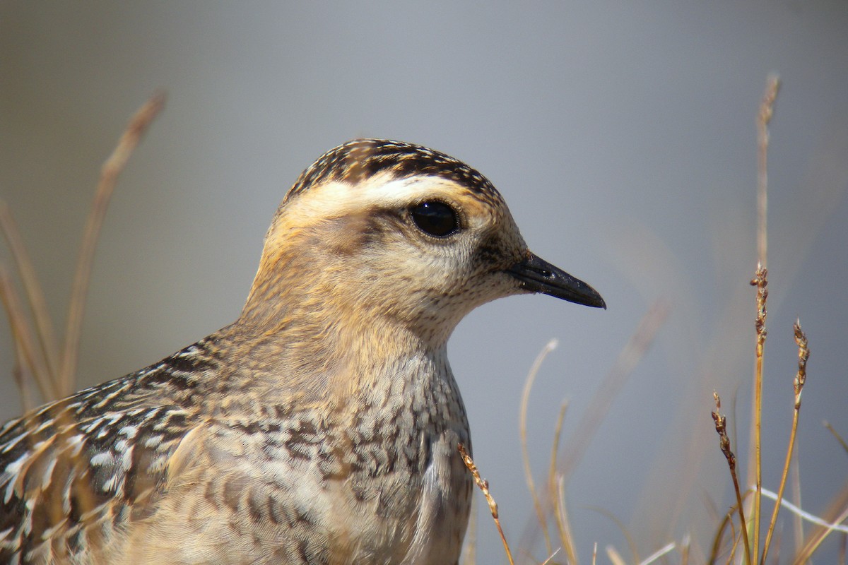 Eurasian Dotterel - ML646924042
