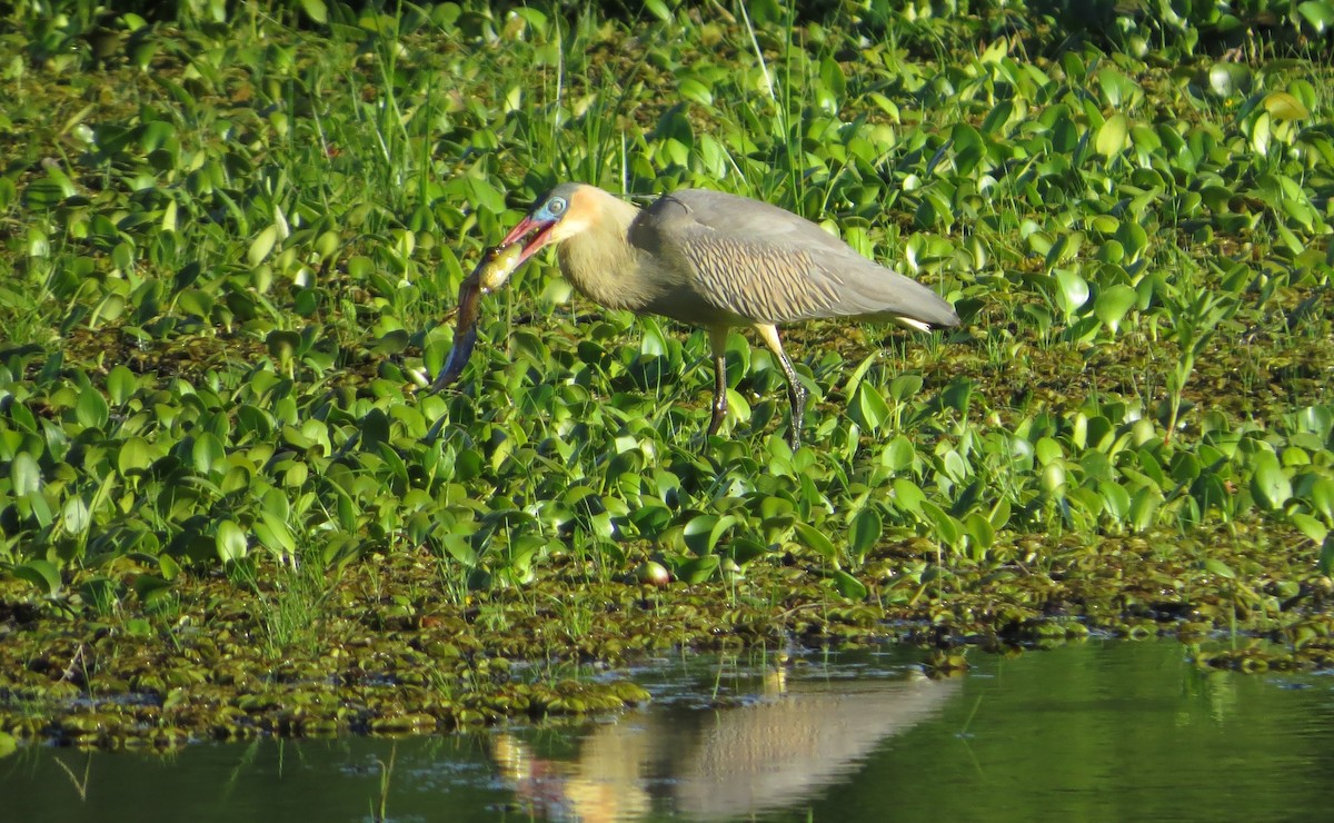 Héron flûte-du-soleil - ML646924044