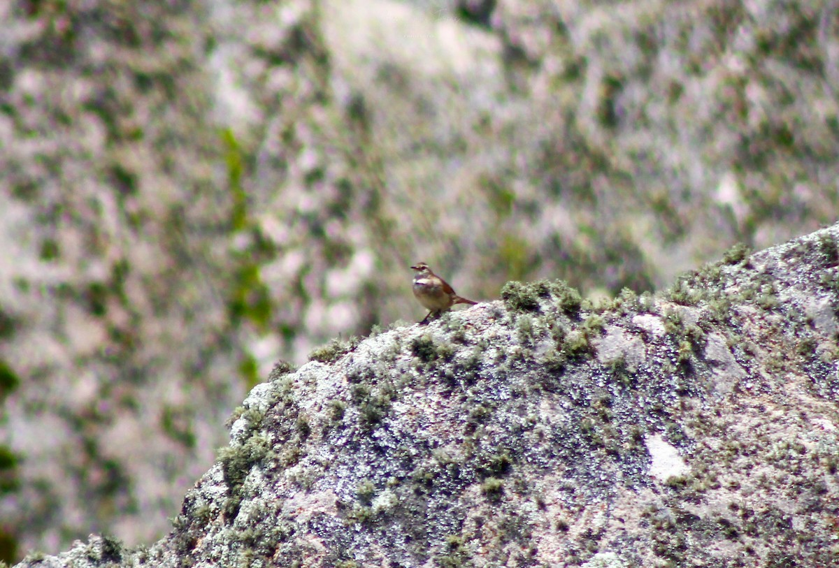 Cordoba Cinclodes - ML646924046