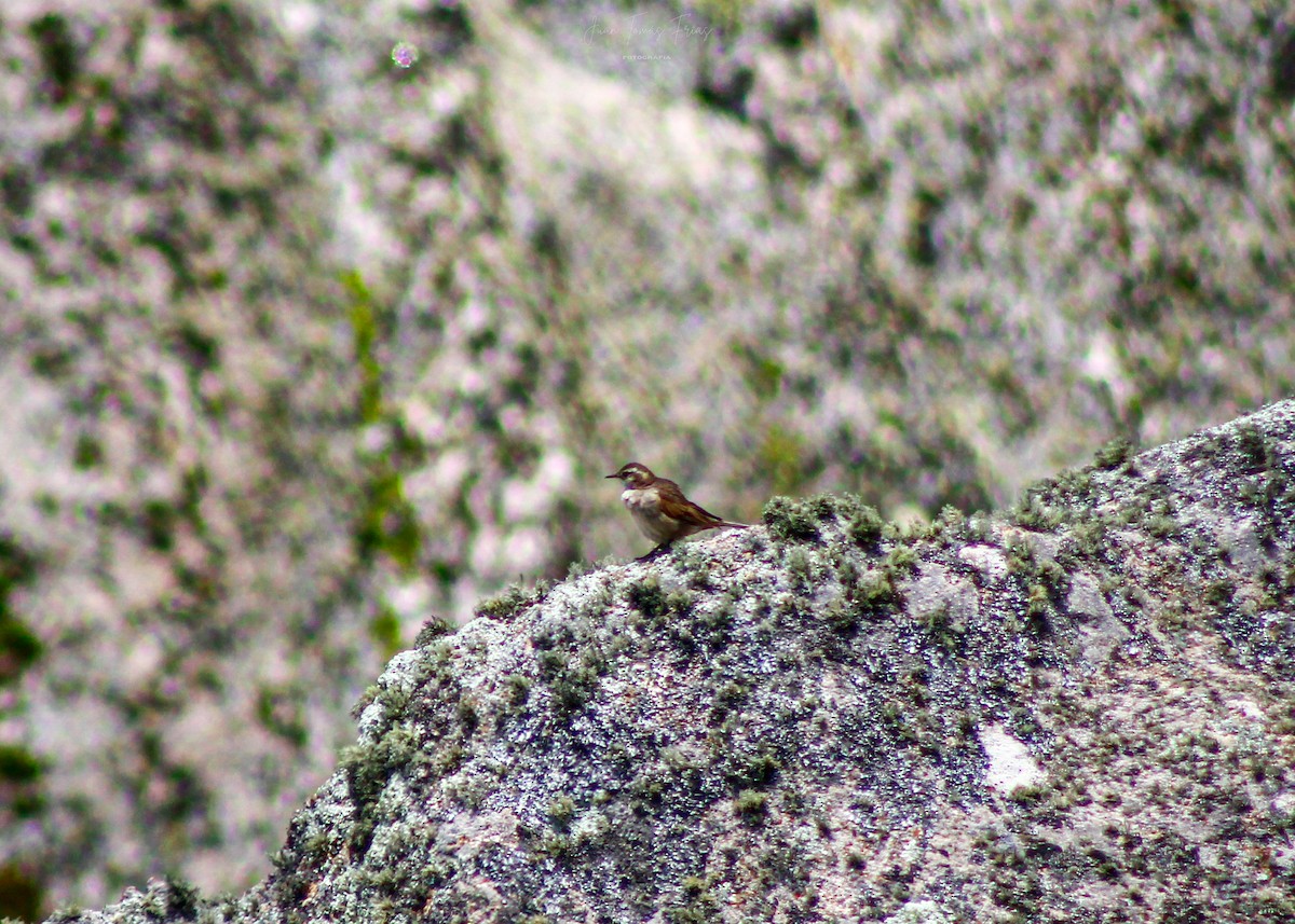 Cordoba Cinclodes - ML646924048