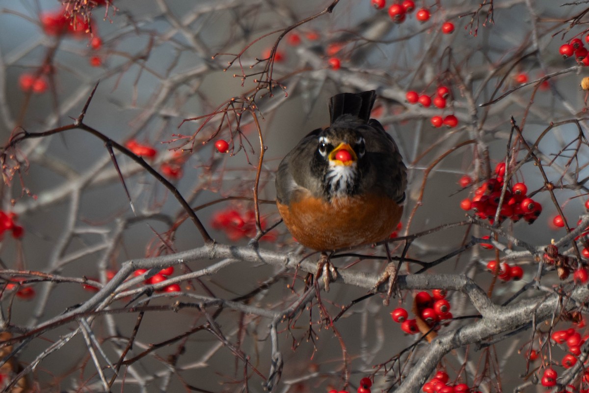 Zorzal Americano - ML646924056