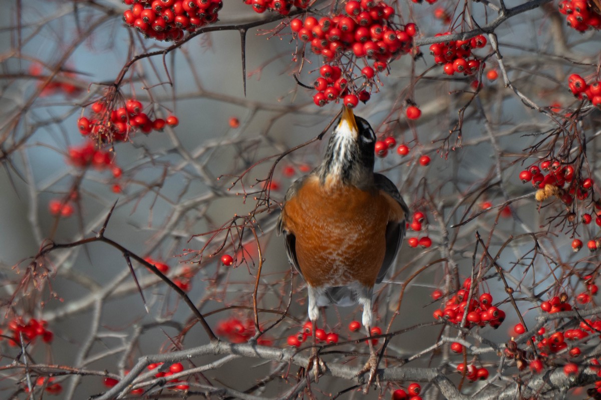 Zorzal Americano - ML646924057