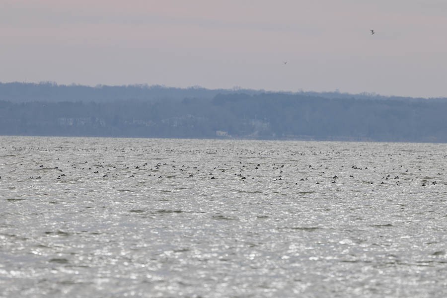 小斑背潛鴨 - ML646924067