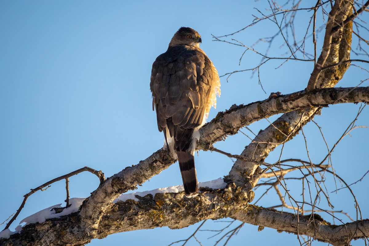 Cooper's Hawk - ML646924068