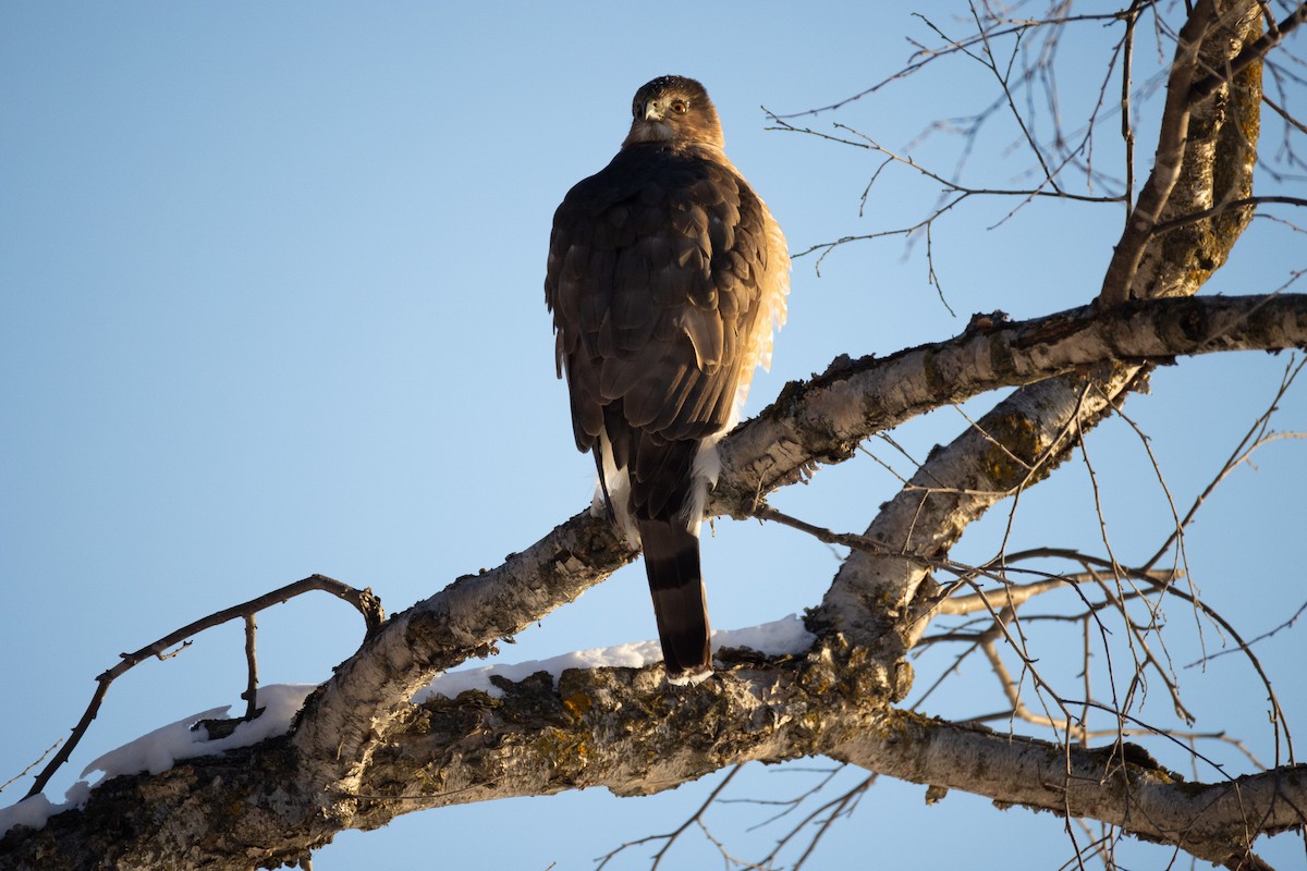 Cooper's Hawk - ML646924069