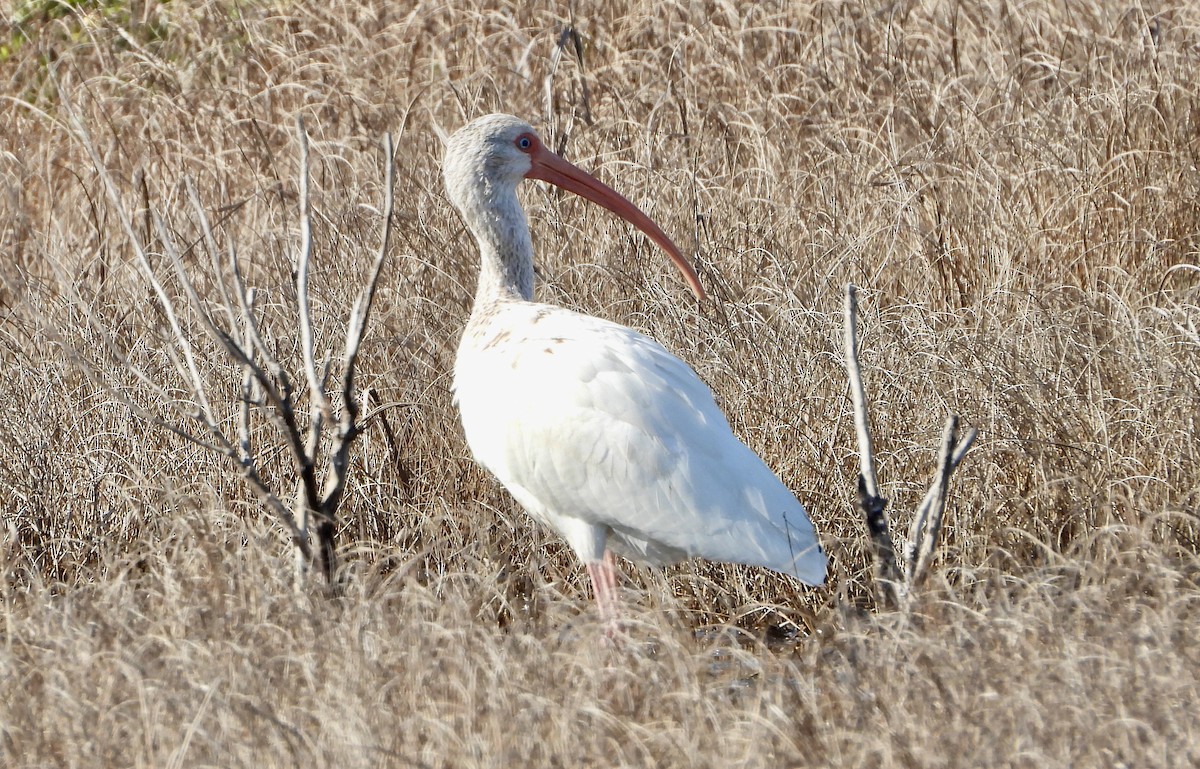 Ібіс білий - ML646924071