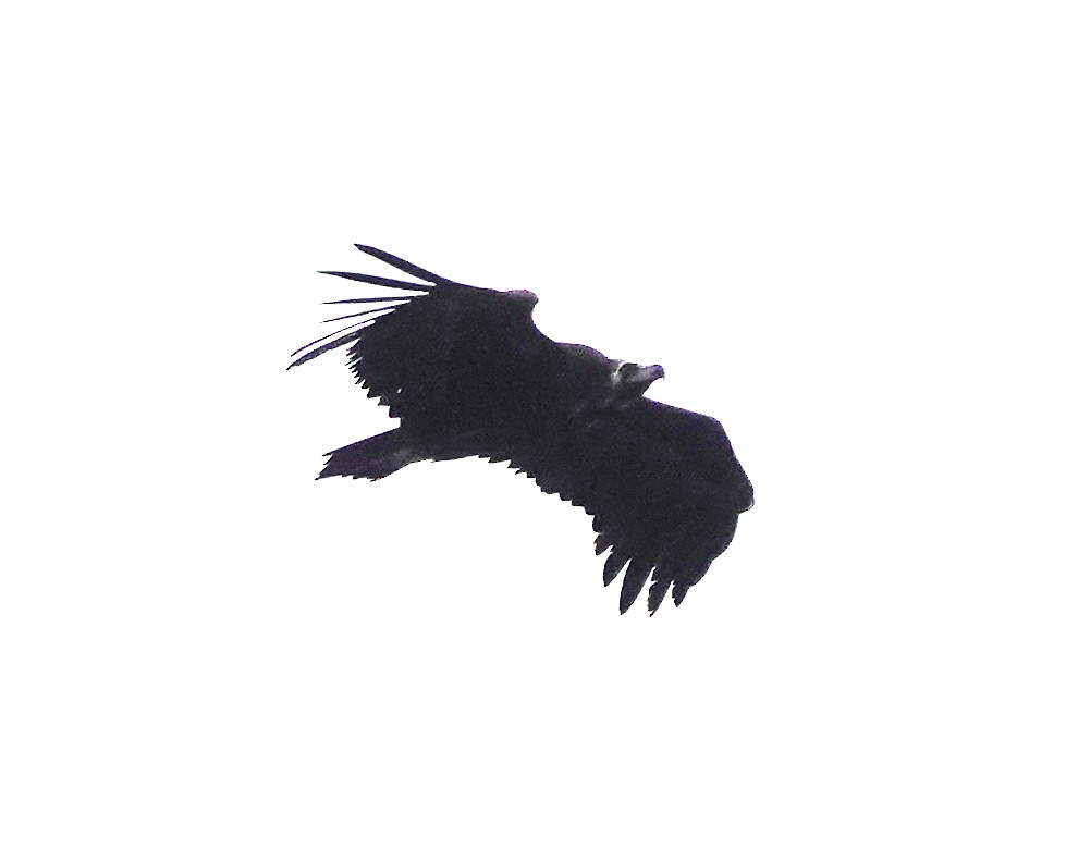 Buitre Negro - ML646924081