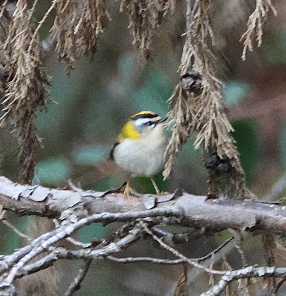 Красноголовый королёк - ML646924088