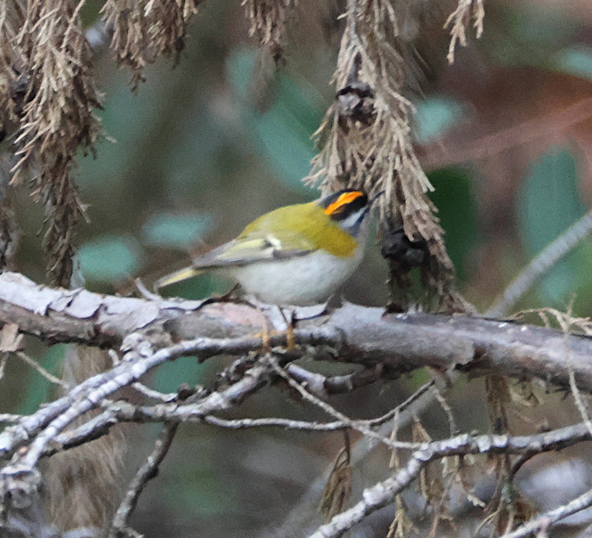 Красноголовый королёк - ML646924089