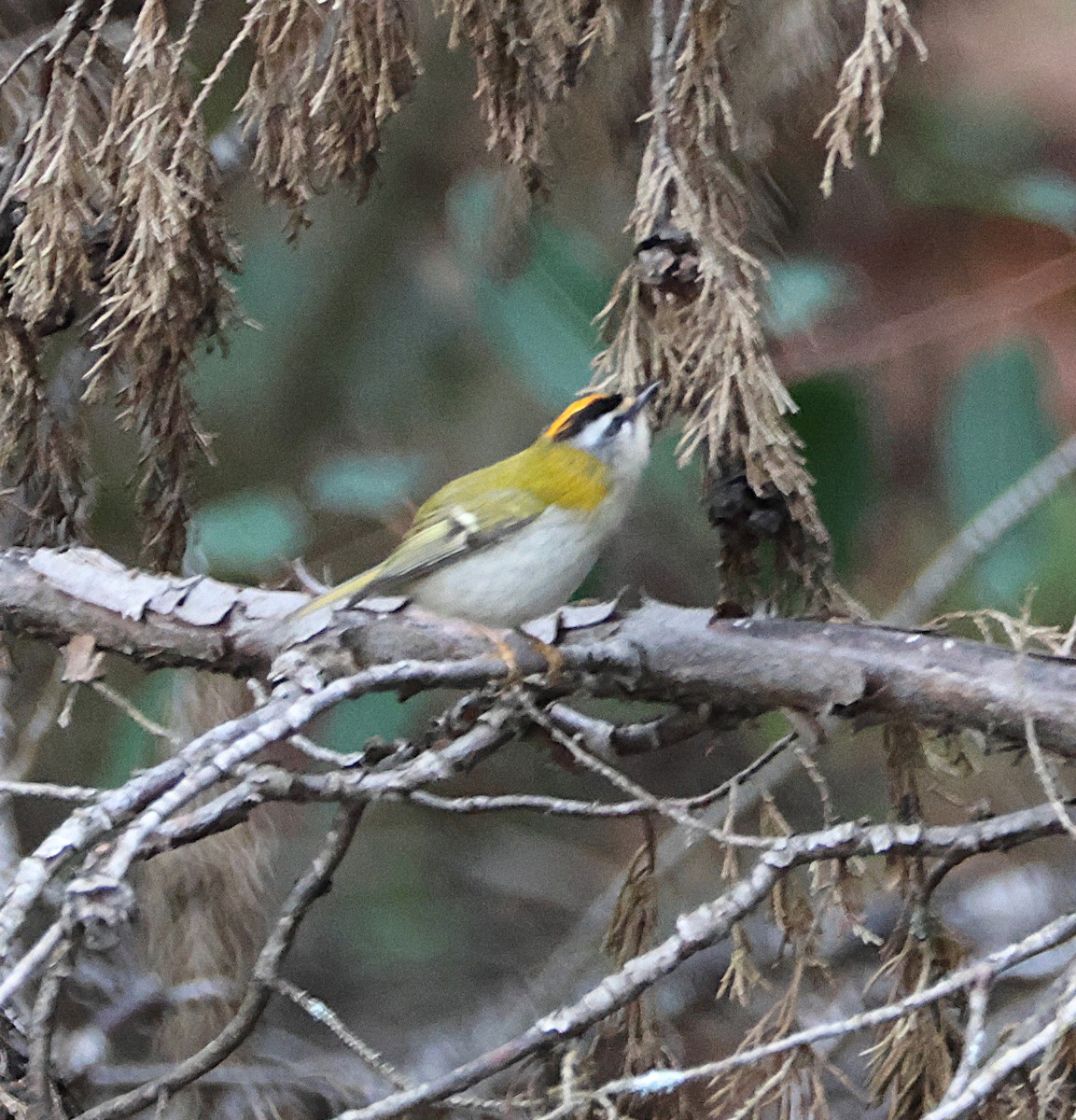 Красноголовый королёк - ML646924090