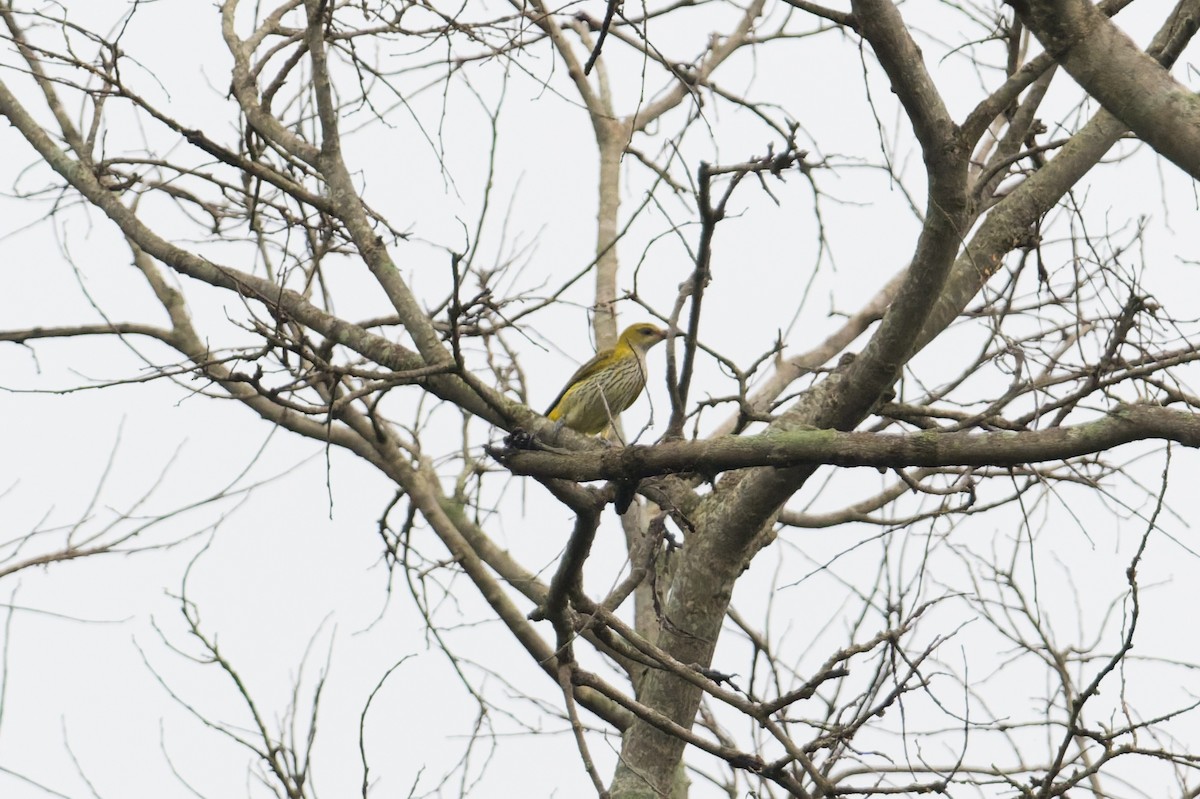 זהבן הודי - ML646924096