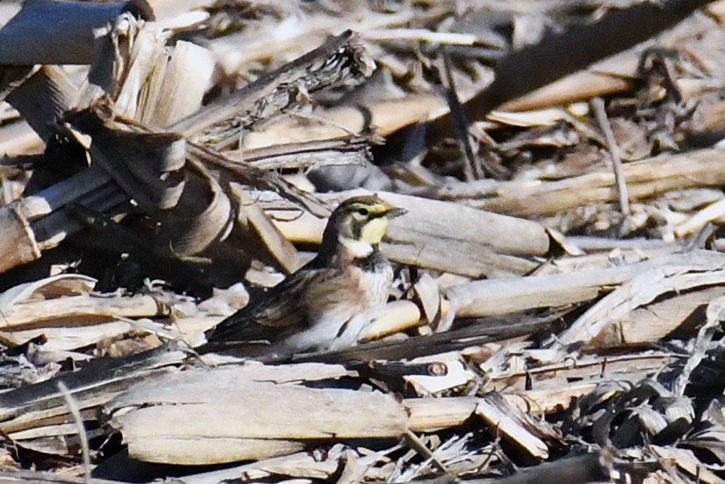 Horned Lark - ML646924098