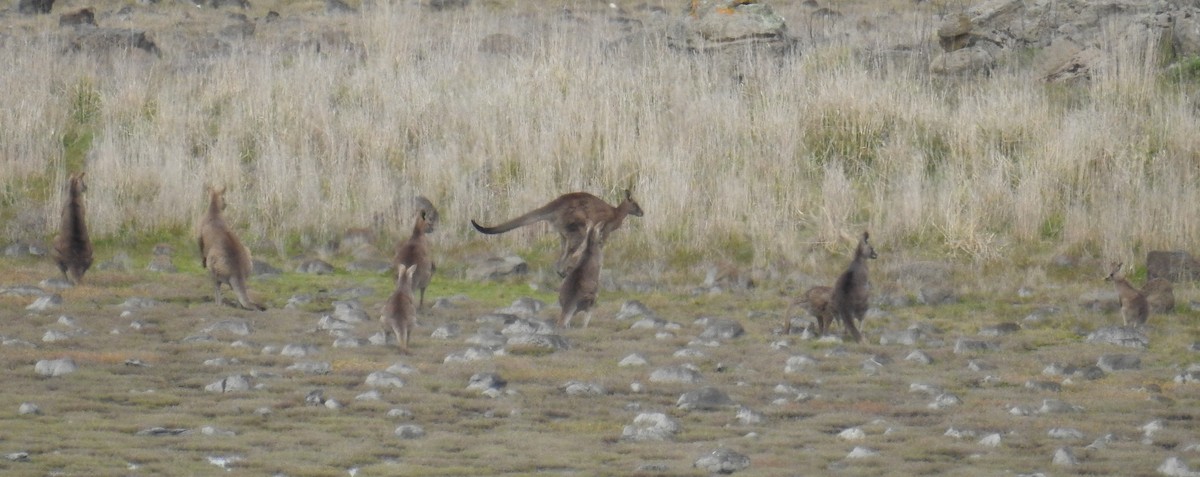 東部灰袋鼠 - ML646924099