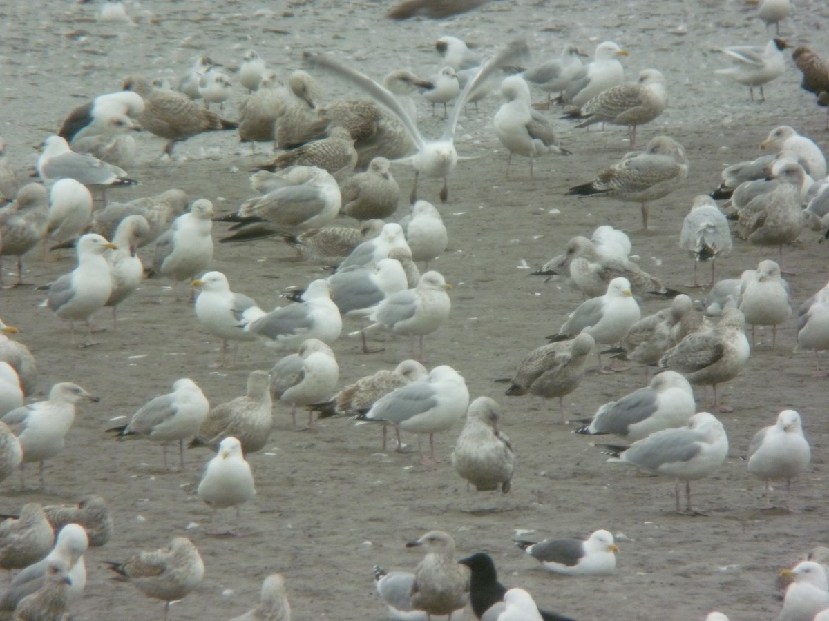 Iceland Gull - ML646924101