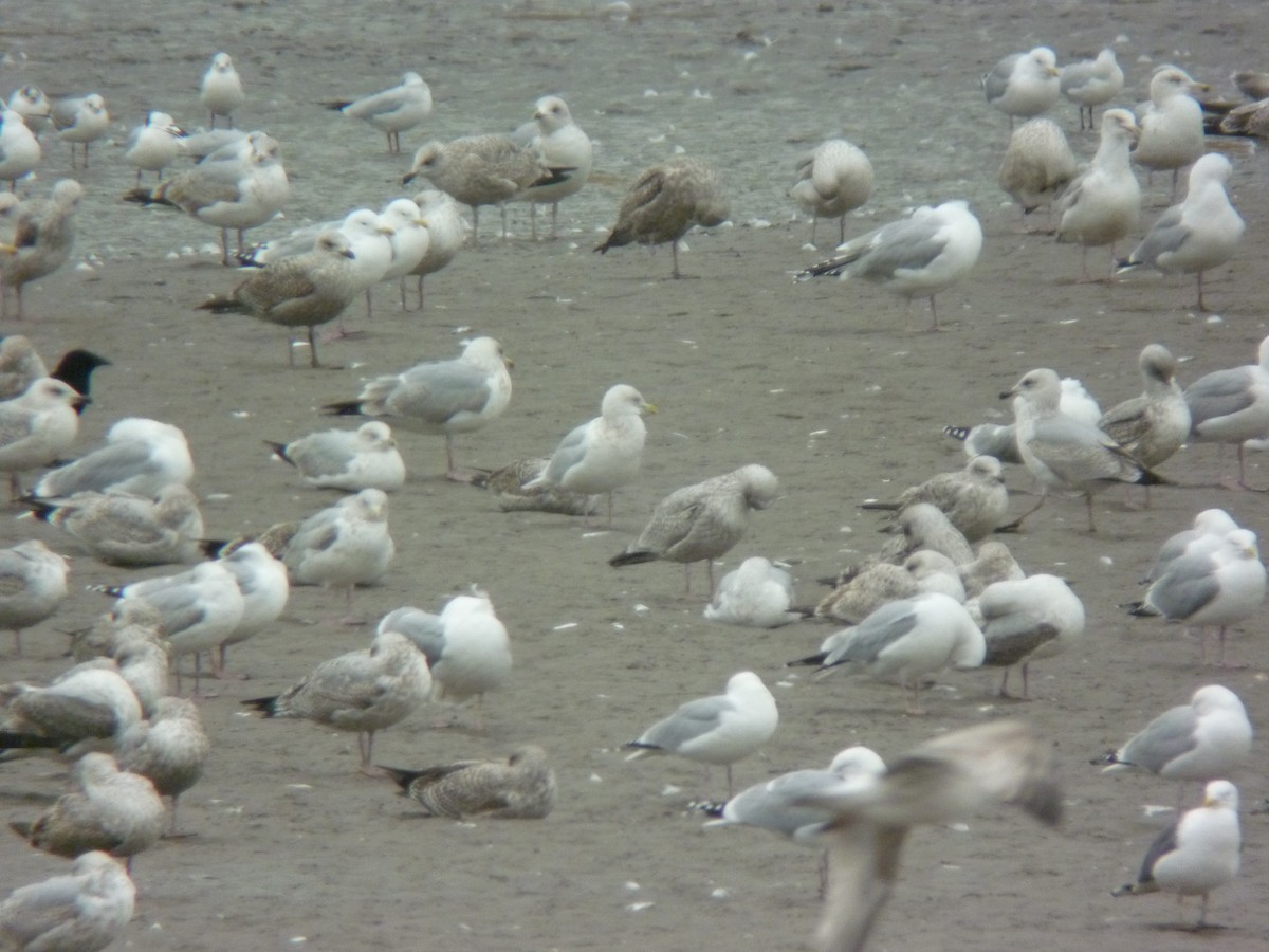Iceland Gull - ML646924102