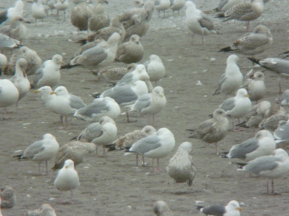 Iceland Gull - ML646924104
