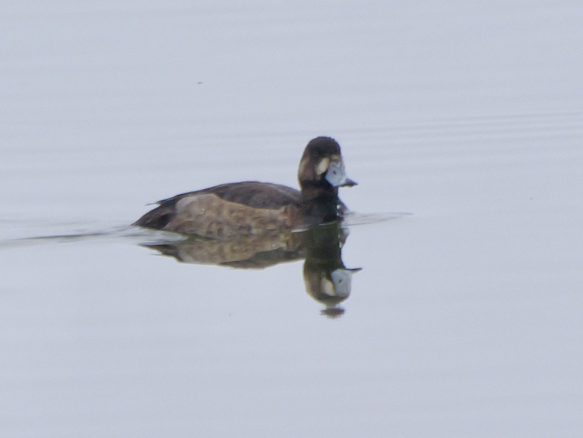 斑背潛鴨 - ML646924105