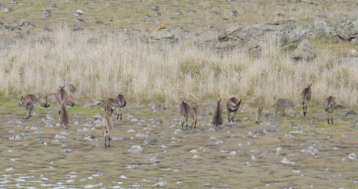 東部灰袋鼠 - ML646924112