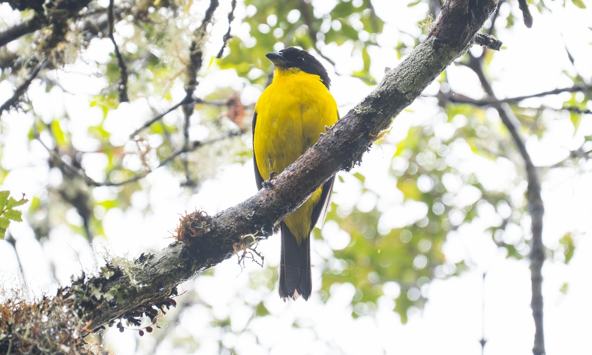 Blue-winged Mountain Tanager - ML646924113