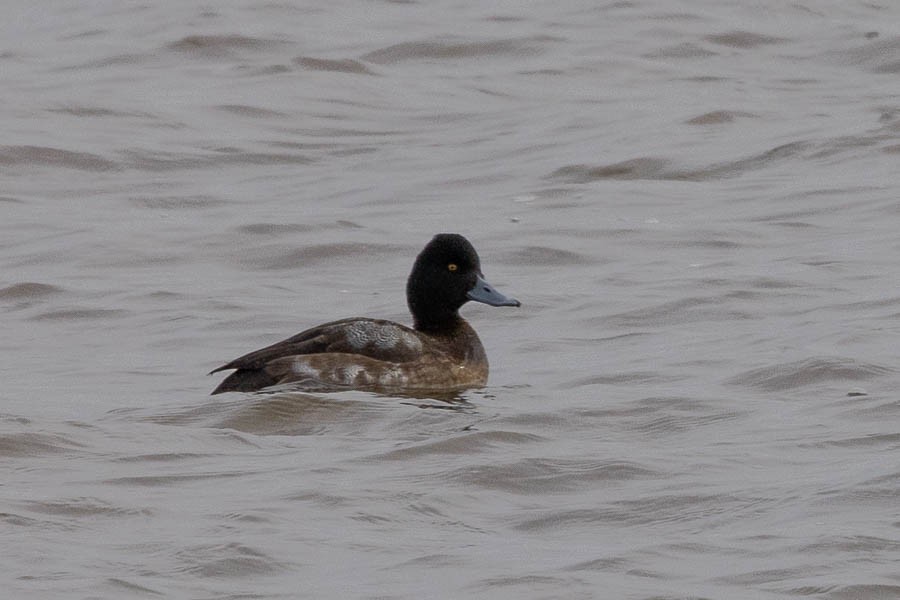 小斑背潛鴨 - ML646924115