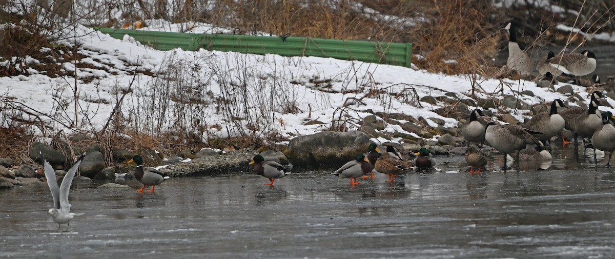 Ring-billed Gull - ML646924123