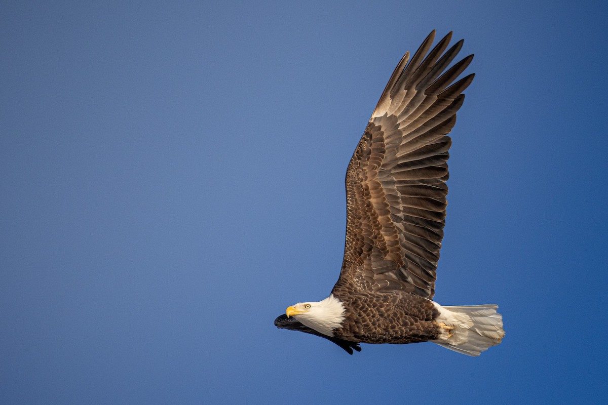 Bald Eagle - ML646924125