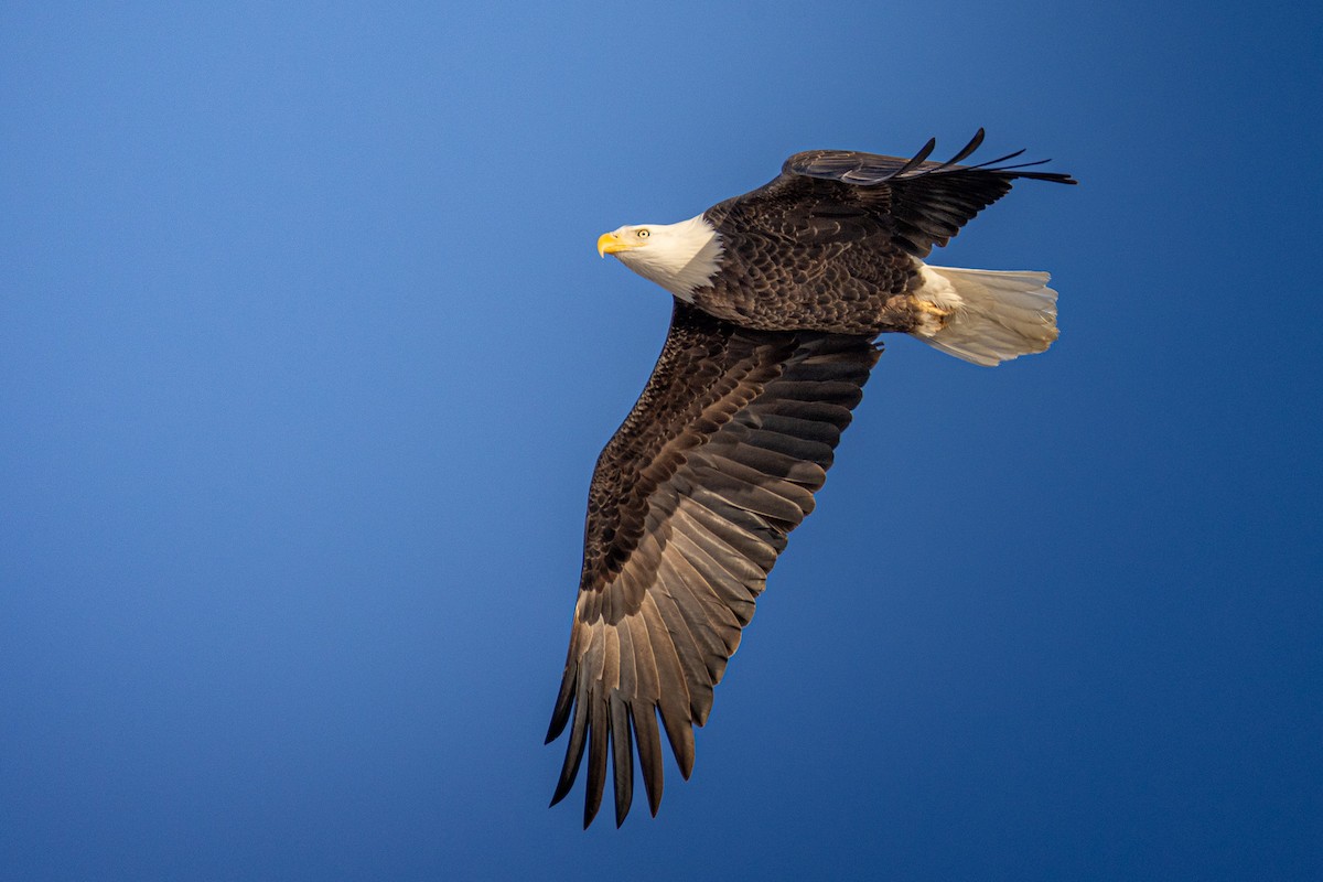 Bald Eagle - ML646924127