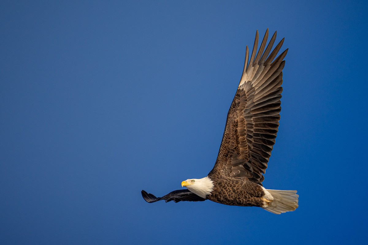 Bald Eagle - ML646924128