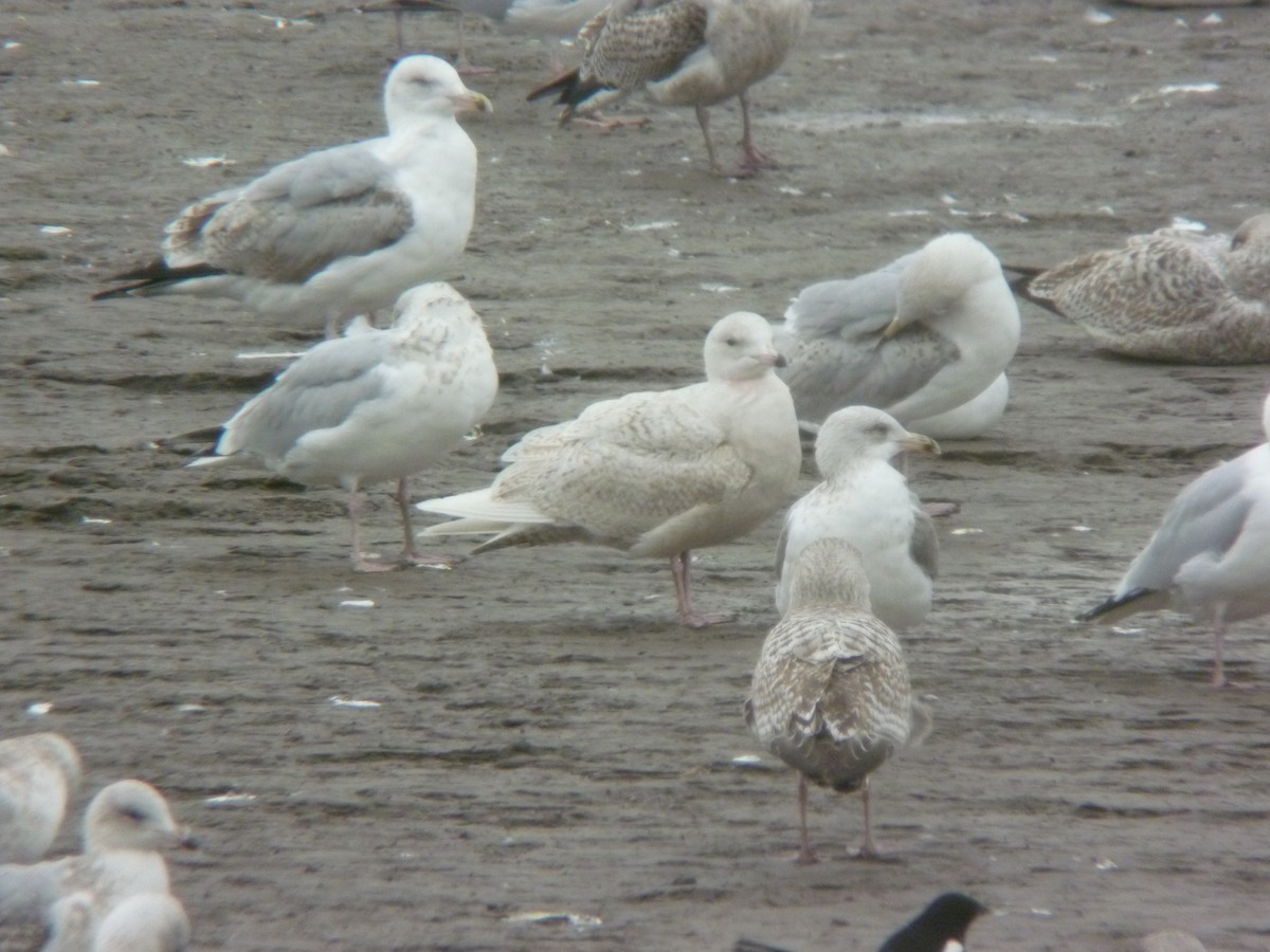 Iceland Gull - ML646924133