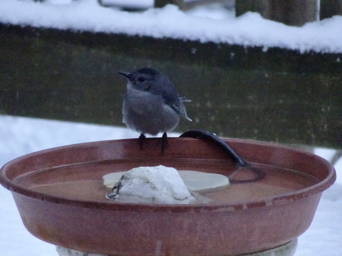 Gray Catbird - ML646924137