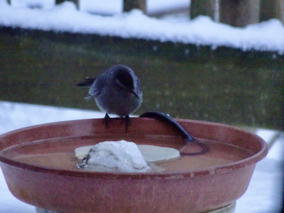 Gray Catbird - ML646924138