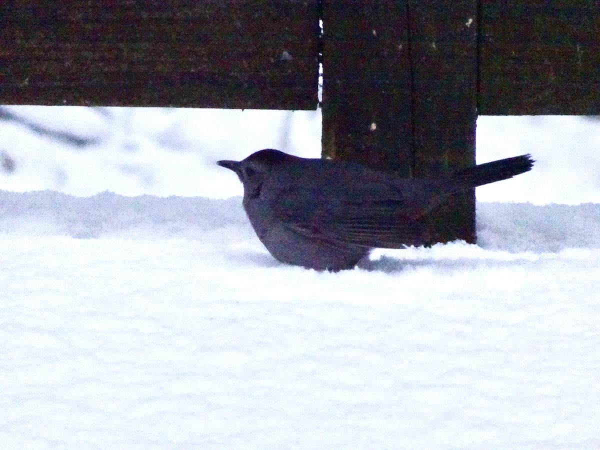 Gray Catbird - ML646924139