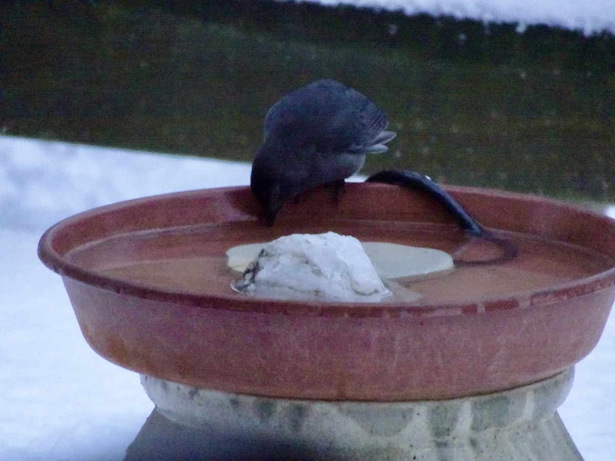 Gray Catbird - ML646924140