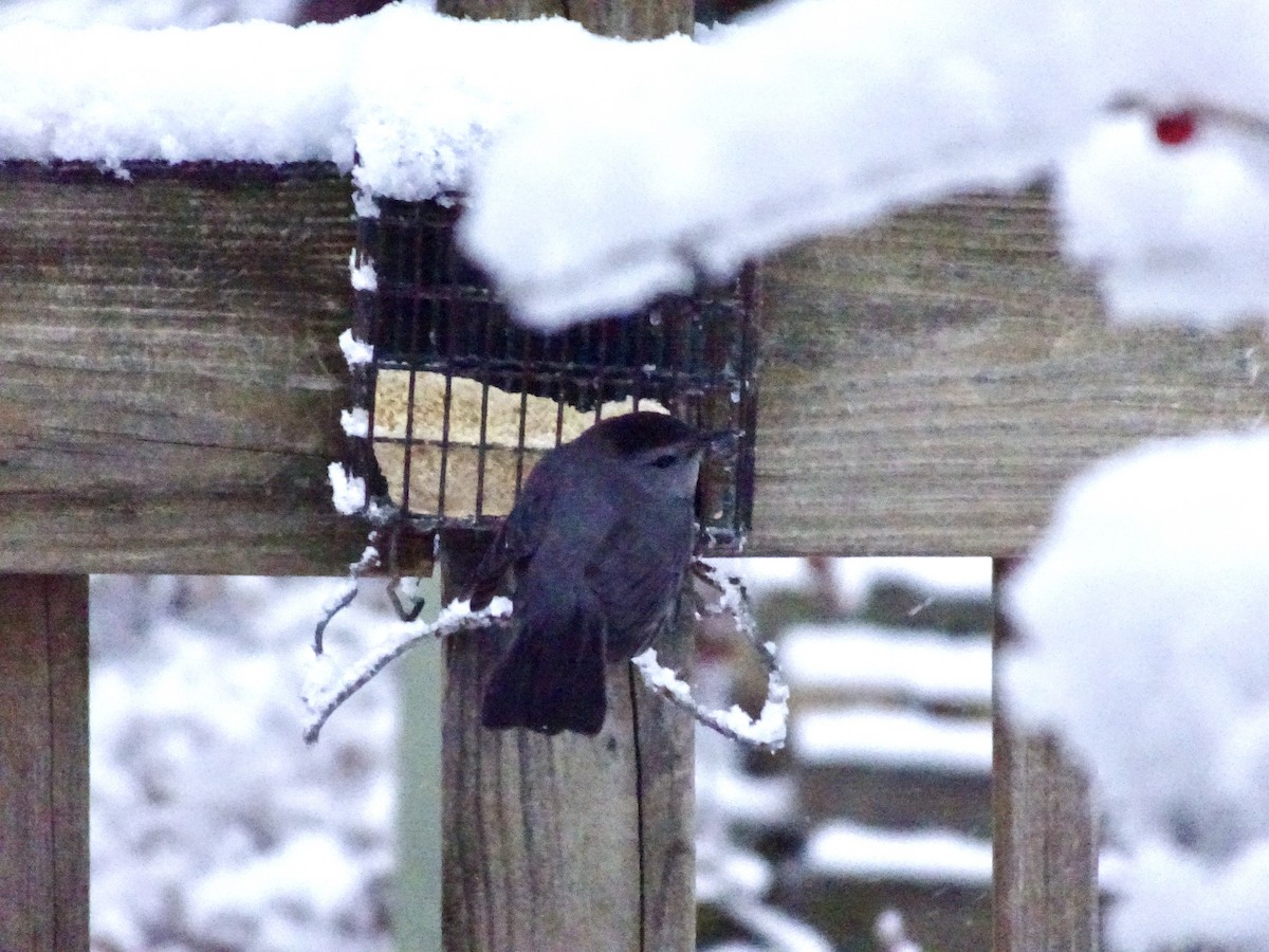 Gray Catbird - ML646924141