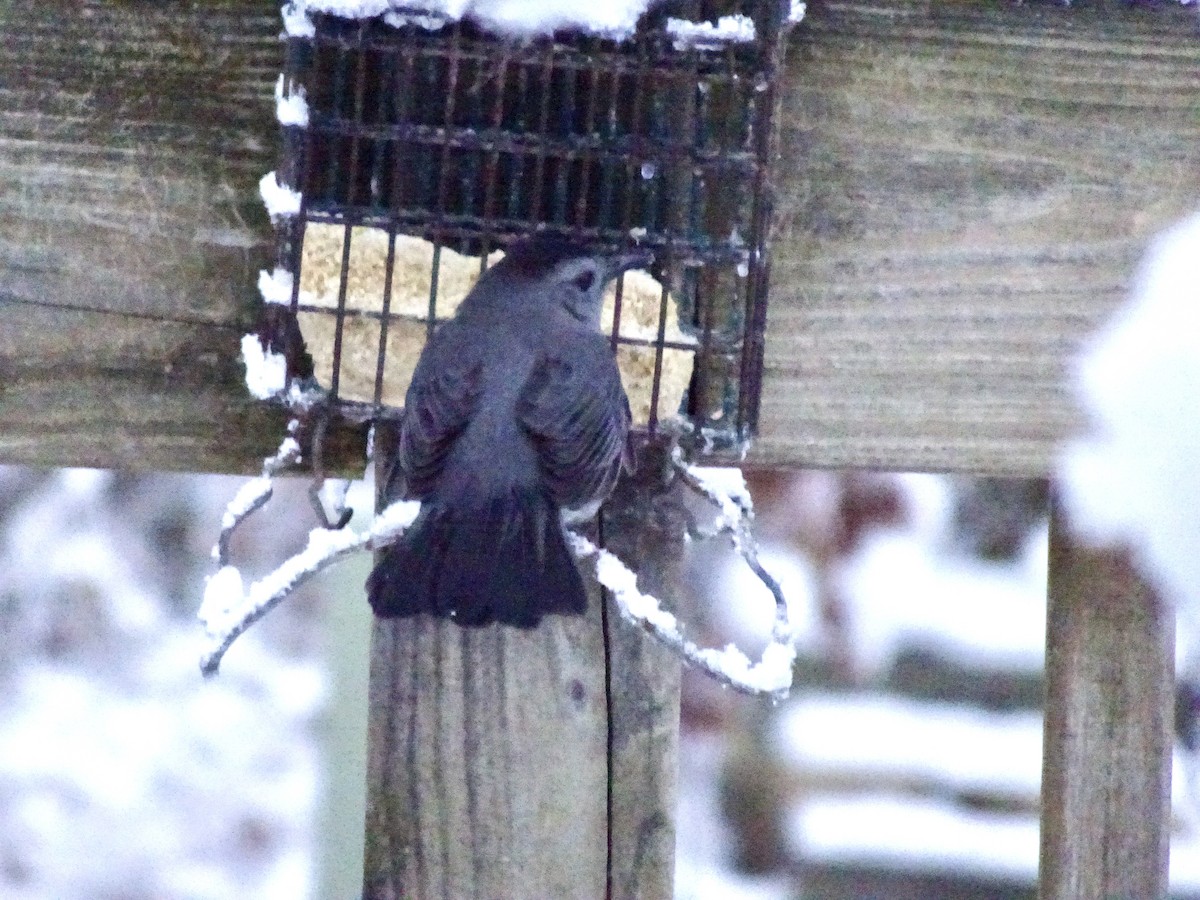 Gray Catbird - ML646924142