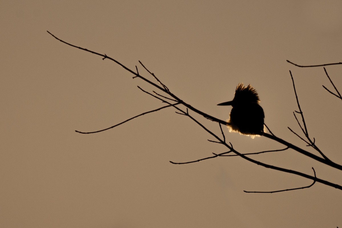 Belted Kingfisher - ML646924143