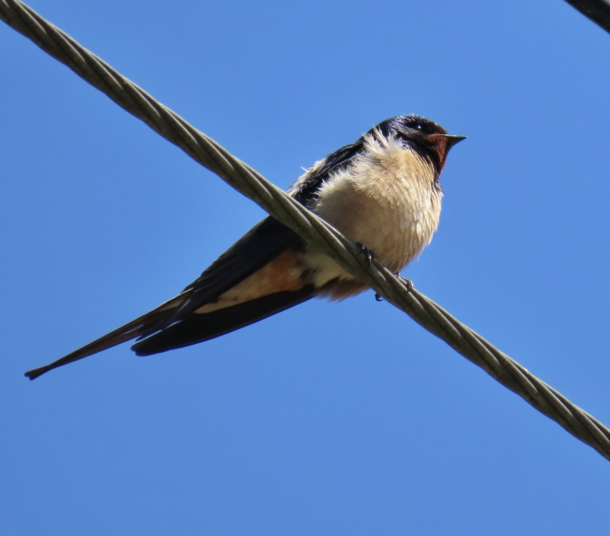 Ластівка сільська (підвид rustica) - ML646924150