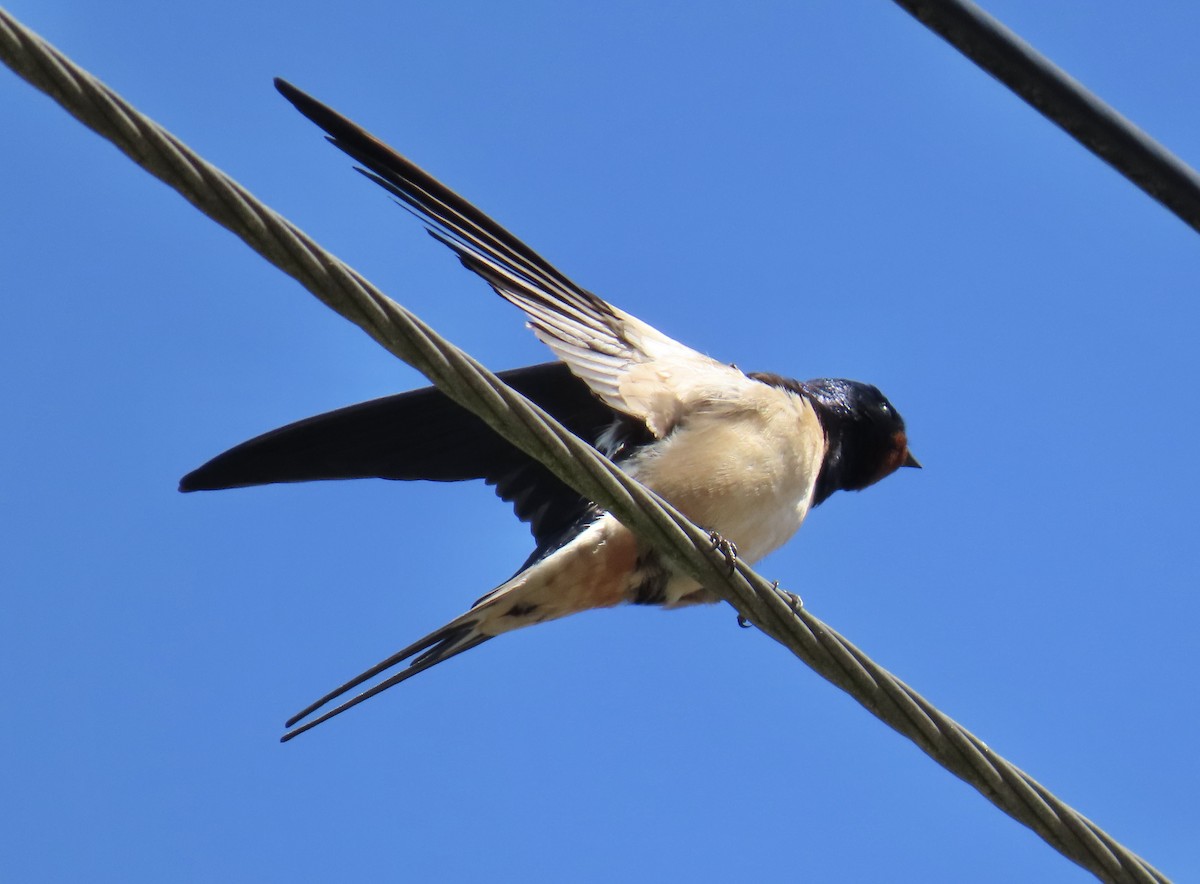 Ластівка сільська (підвид rustica) - ML646924151