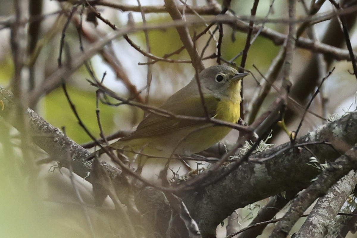 Nashville Warbler - ML646924152