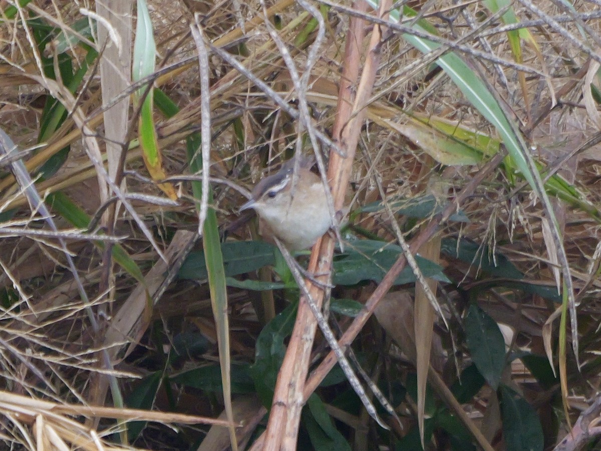 Marsh Wren - ML646924153