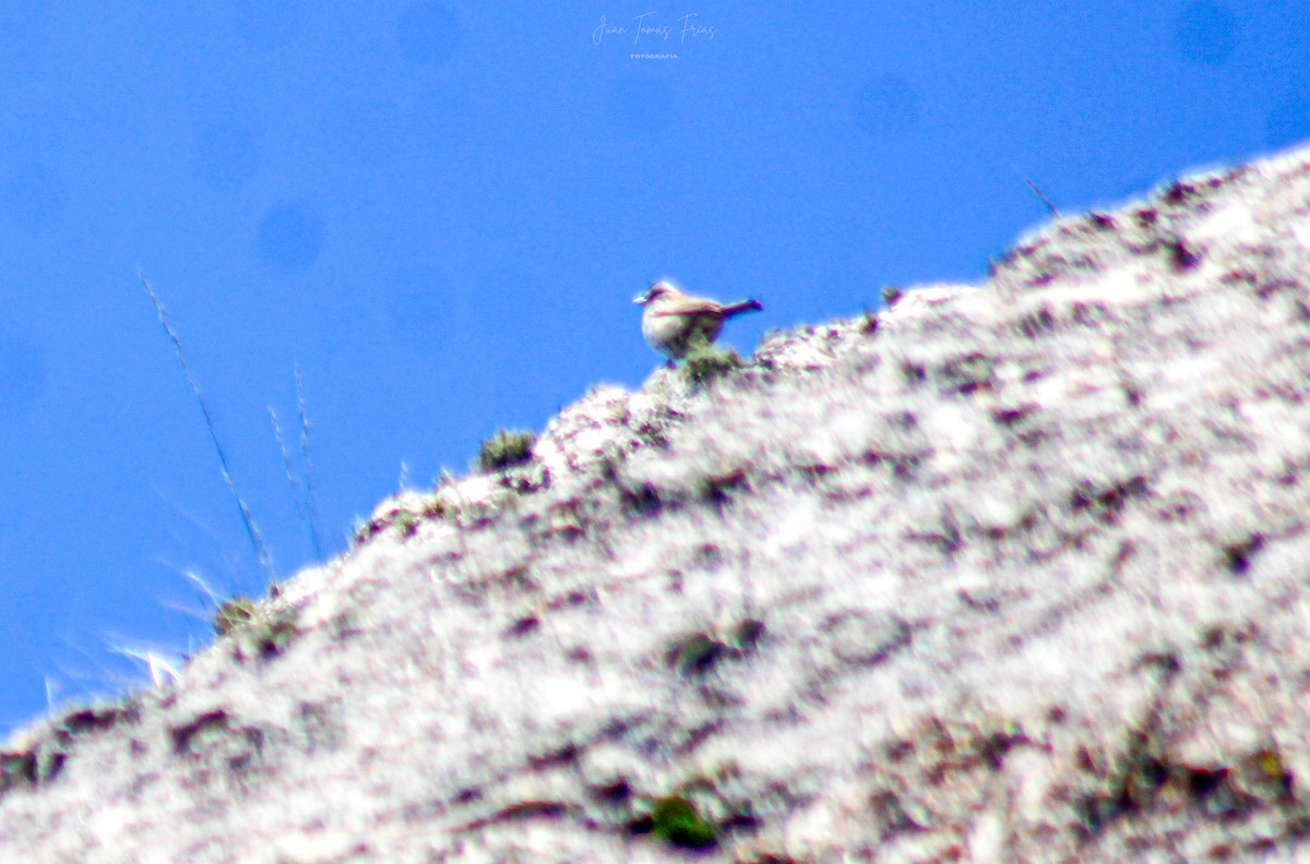 Plumbeous Sierra Finch - ML646924155