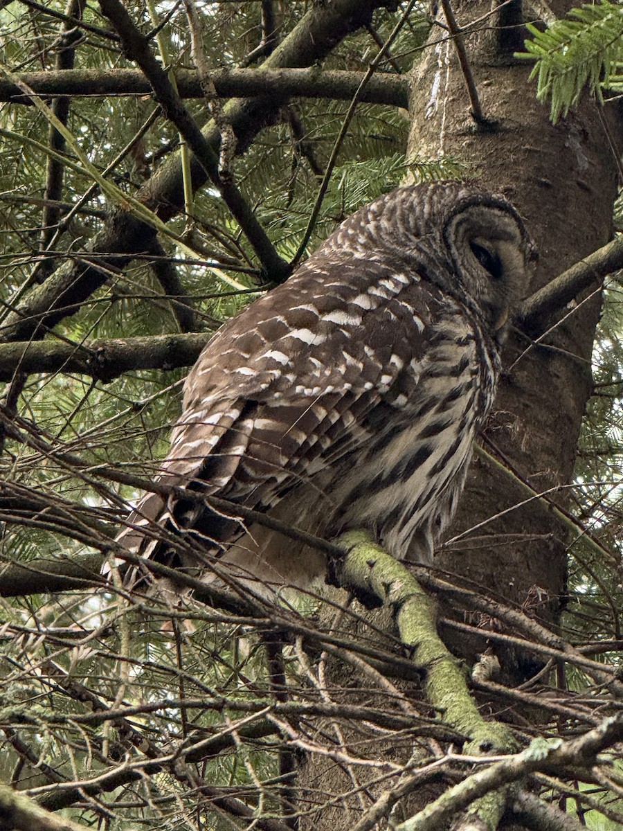 Barred Owl - ML646924160
