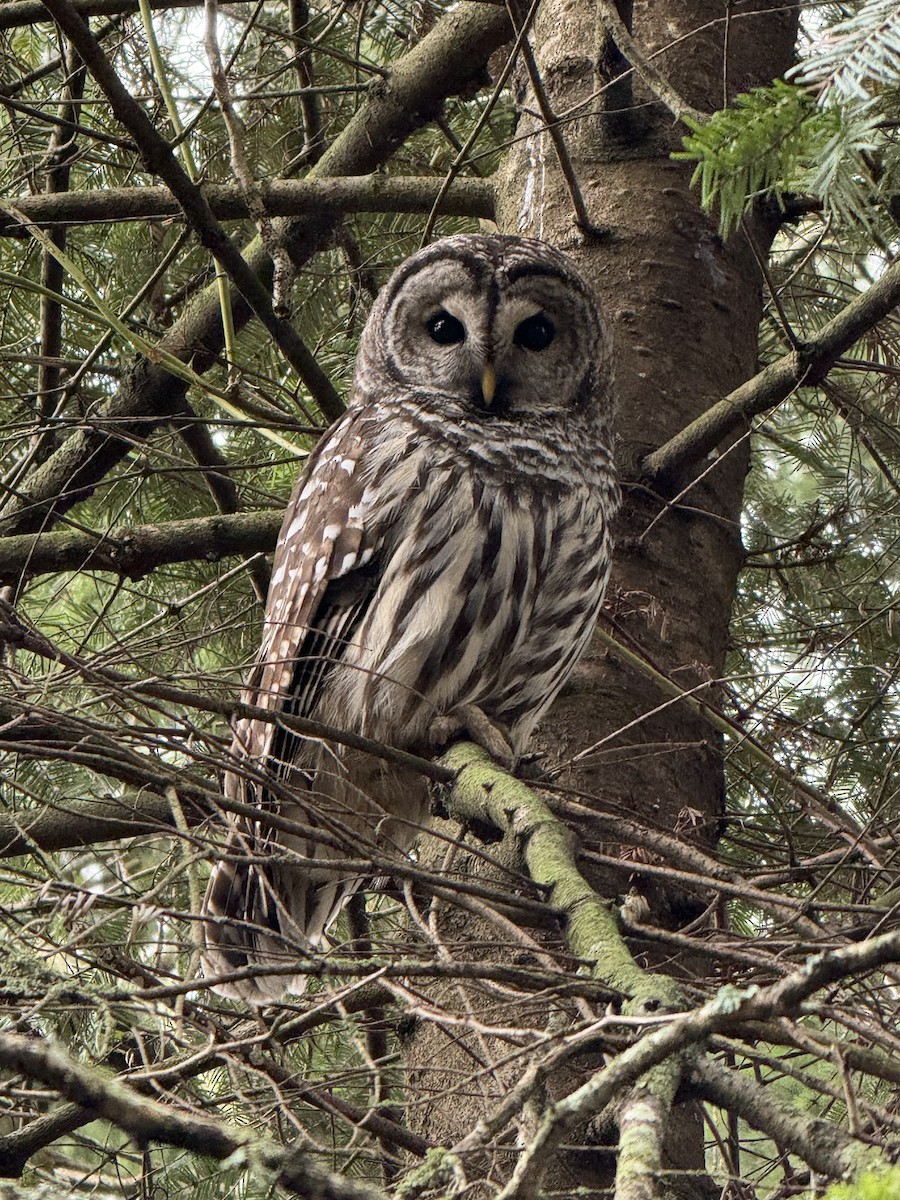 Barred Owl - ML646924161