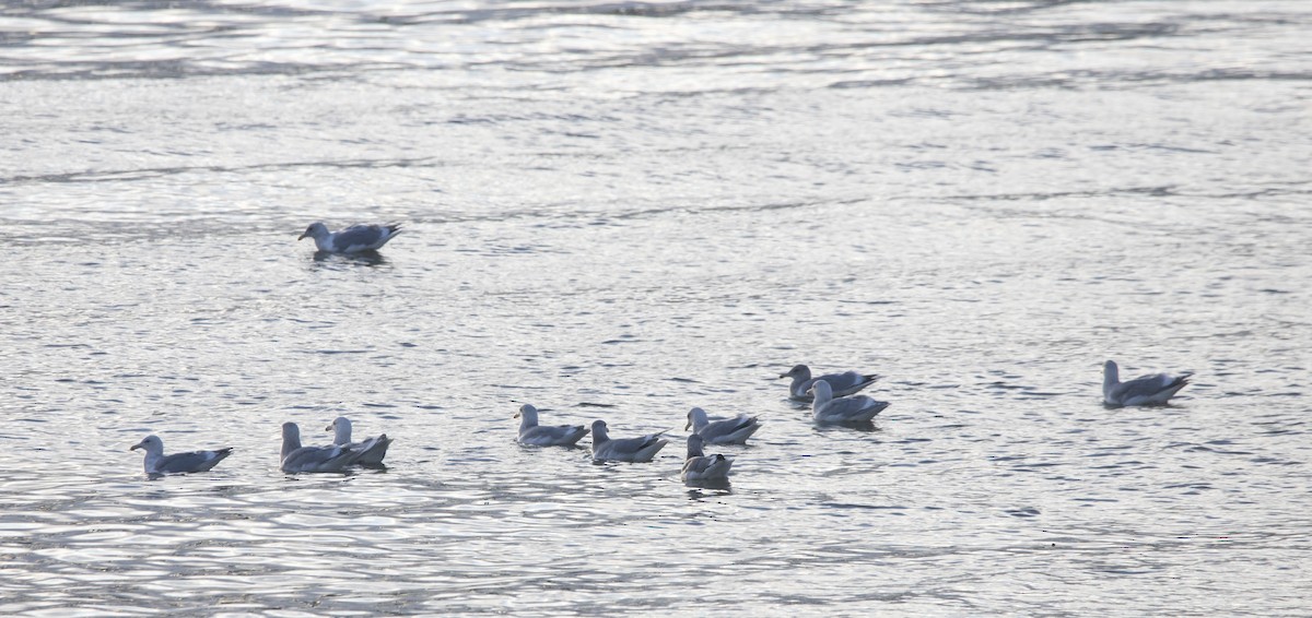 gull sp. - ML646924165