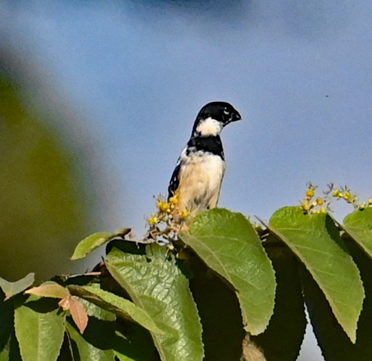 Morelet's Seedeater - ML646924167