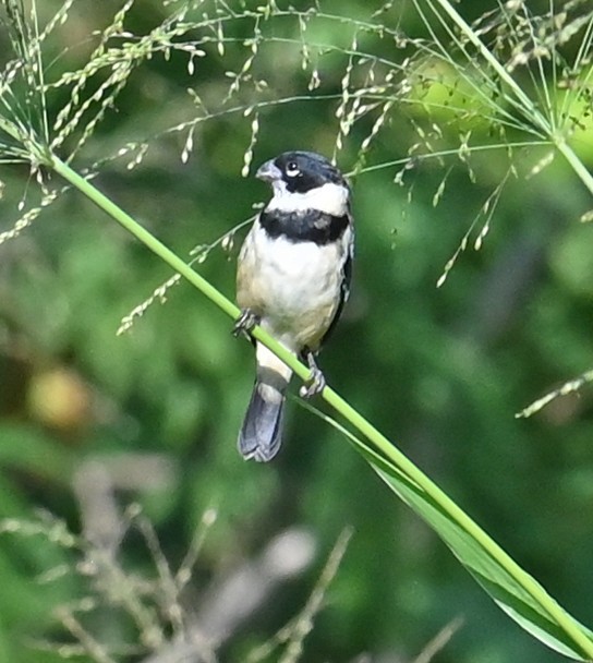 Morelet's Seedeater - ML646924168