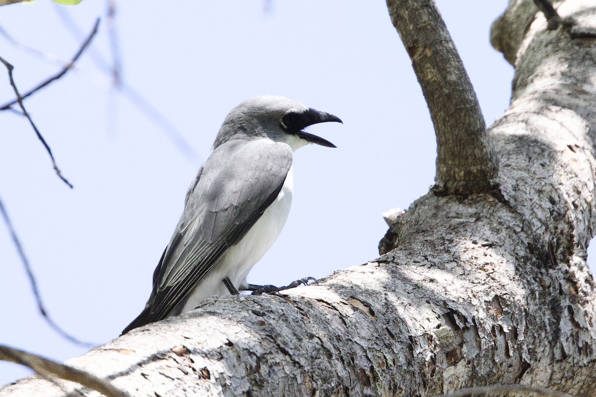 Oruguero Papú - ML646924172