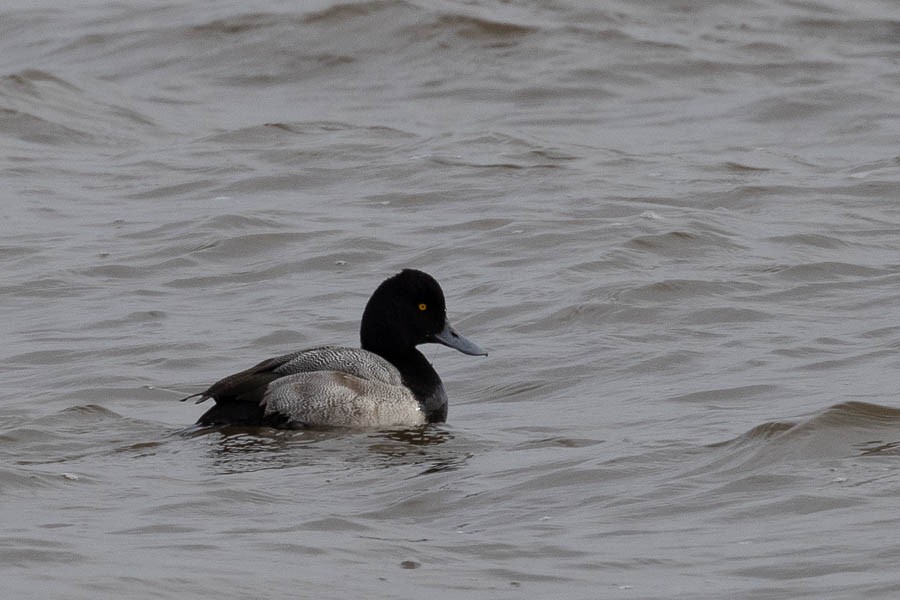 小斑背潛鴨 - ML646924173