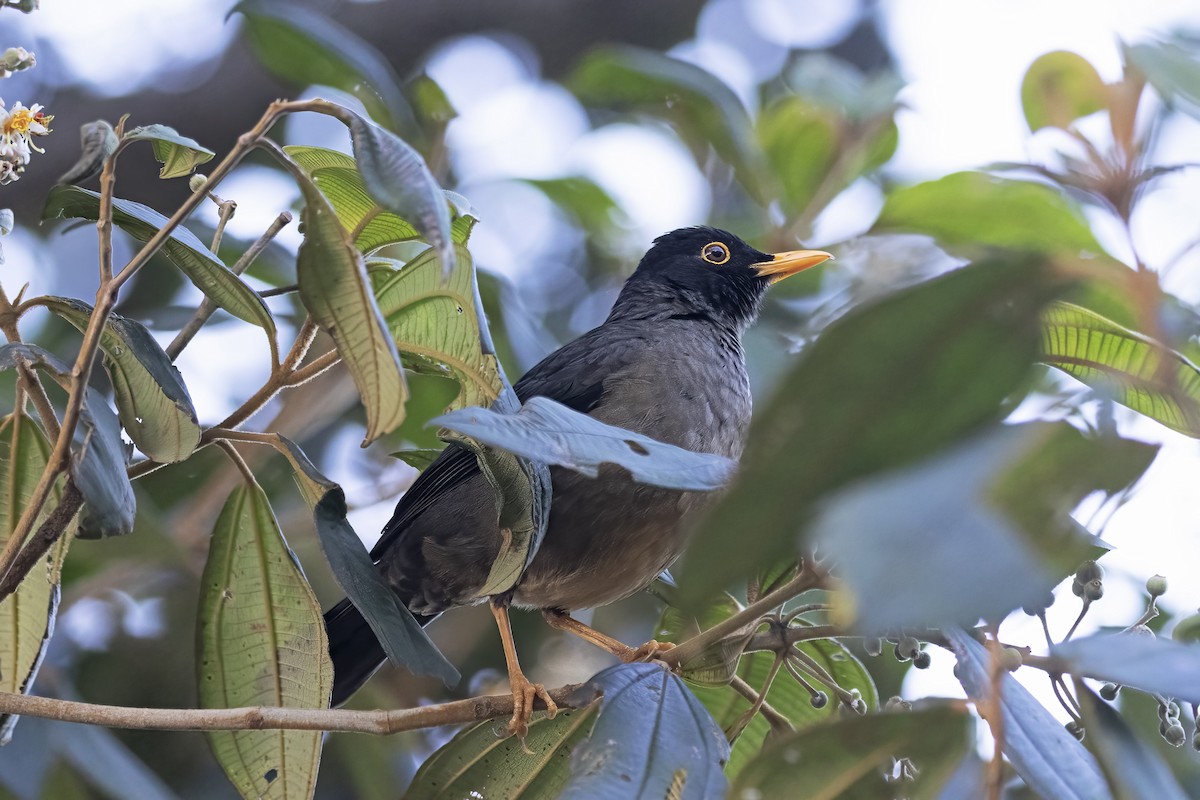 Black-hooded Thrush - ML646924174